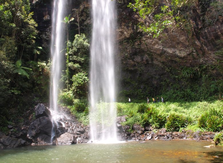 ゴンドワナ多雨林群