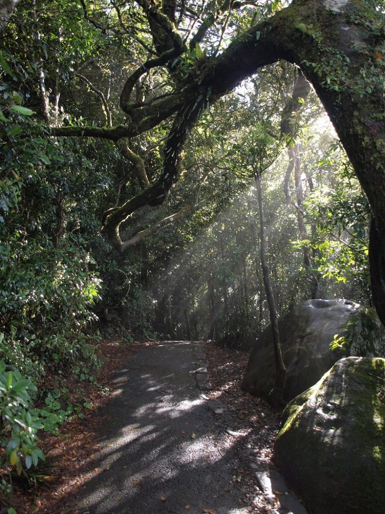 ゴンドワナ多雨林群