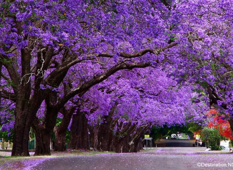 オーストラリア ゴールドコーストで観光ツアーならお任せください。